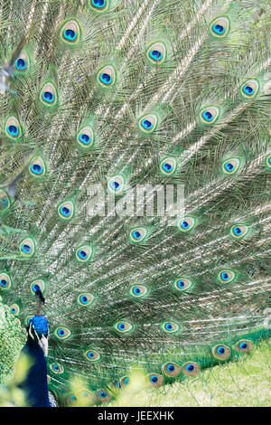Granules de plumage d'oiseaux exotiques.. faune pattern avec les yeux. Banque D'Images