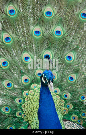 Granules de plumage d'oiseaux exotiques.. faune pattern avec les yeux.