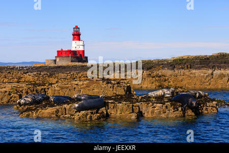 Iles Farne Paysage. Les phoques se reposant sur des rochers sur l'Iles Farne dans le Nord de l'Angleterre. Dans l'arrière-plan est l'Longstone phare. Banque D'Images