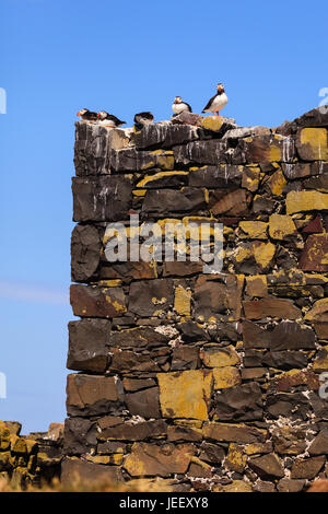 Les oiseaux se percher. Les macareux avec une mouette se percher sur les îles Farne, Northumberland, dans le nord-est de l'Angleterre. Banque D'Images