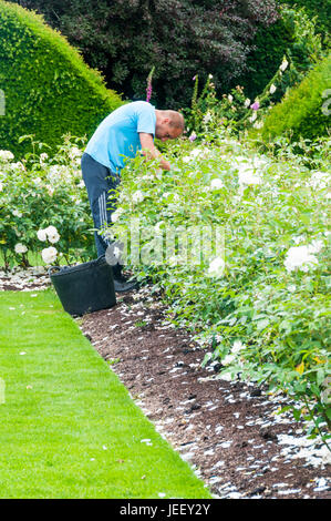 Un jardinier travaillant dans un lit de fleur vide roses Banque D'Images