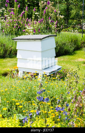 Ruche en bois blanc traditionnelle dans un jardin anglais de campagne en été Banque D'Images