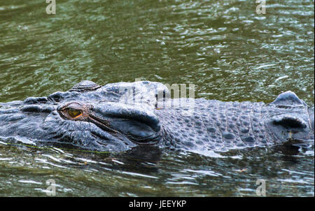 Saltwater crocodile close up on East Alligator River, le Kakadu National Park, Territoire du Nord, Australie Banque D'Images