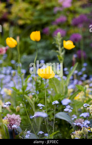 Meconopsis cambrica croissant dans un cottage anglais jardin. Banque D'Images