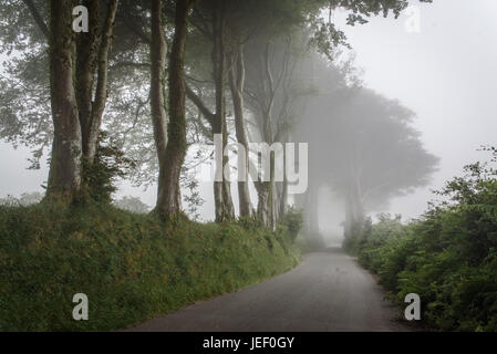 A foggy vue vers le bas un étroit chemin de campagne Banque D'Images