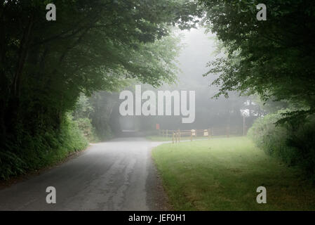 A foggy vue vers le bas une route de campagne avec des arbres Banque D'Images