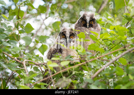 Jeune hibou moyen-duc (Asio otus) assis dans l'arbre, les jeunes animaux, le lac de Neusiedl, Burgenland, Autriche Banque D'Images