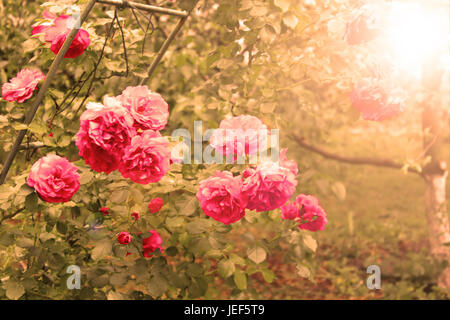 Rose rose dans les sunlights le matin Banque D'Images