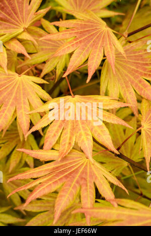 Acer shirasawanum 'Autumn Moon'' Banque D'Images