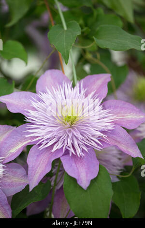 Clematis 'Crystal Fountain' Banque D'Images