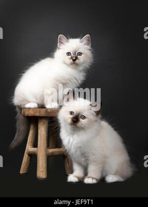 Deux chatons Sacré de Birmanie et aroundh sur un tabouret en bois isolé sur fond noir face à l'appareil photo Banque D'Images