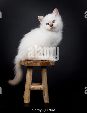 Chaton Sacré de Birmanie les séances sur un tabouret en bois, isolé sur fond noir Banque D'Images