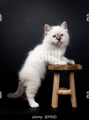 Chaton Sacré de Birmanie debout avec pattes avant sur un tabouret en bois, isolé sur fond noir Banque D'Images