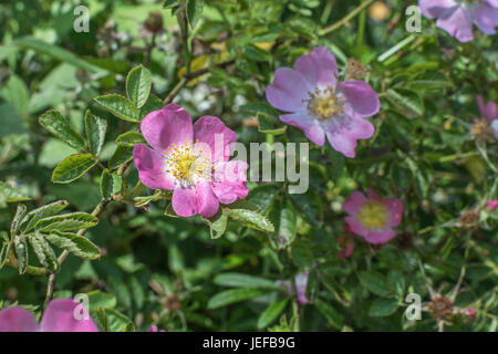 Wild Rose / Dog Rose / fleurs rosa canina (juin). Source de 'rose hips'. Banque D'Images