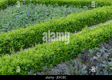 Fort d'Europe, Buxus sempervirens Suffruticosa , Europäischer Buchsbaum (Buxus sempervirens 'Suffruticosa') Banque D'Images