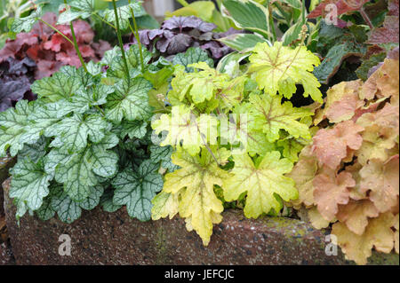 Heucherella, ◊ Heucherella Alabama Sunrise, magenta, clochettes Heuchère Green Spice, clochettes magenta, Heuchera Caramel Heucherella (◊ , Heuche Banque D'Images