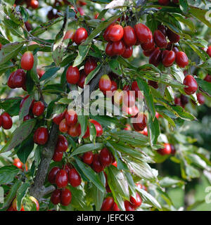 Cornus mas, Kasanlaker Kasanlaker' Cornus mas ' Banque D'Images