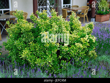 Euonymus japonicus Ovatus Aureus, Euonymus japonicus 'Ovatus Aureus' Banque D'Images