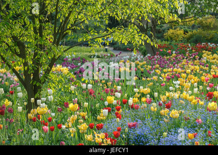 Chambres de tulipes dans la cour d'Hermann de vin maison, Kentucky-bois jaune, Cladrastis kentukea, tulipe, Tulipa , Tulpenbeet Hermannshof Weinheim, von im Banque D'Images