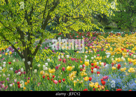 Chambres de tulipes dans la cour d'Hermann de vin maison, Kentucky-bois jaune, Cladrastis kentukea, tulipe, Tulipa , Tulpenbeet Hermannshof Weinheim, von im Banque D'Images