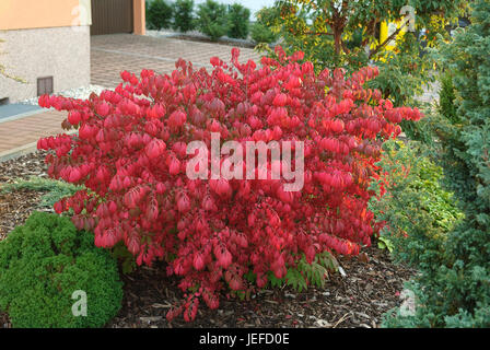 La fusée d'aile liège, Euonymus alatus Compactus arbuste , Korkfluegel-Spindelstrauch (Euonymus alatus 'Compactus') Banque D'Images