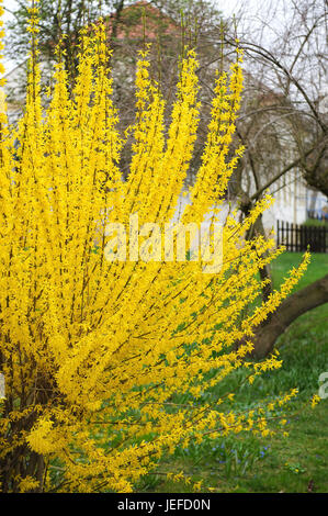 Clochettes d'or, Forsythia intermedia Lynwood , Goldgloeckchen ◊ (Forsythia intermedia 'Lynwood ◊') Banque D'Images