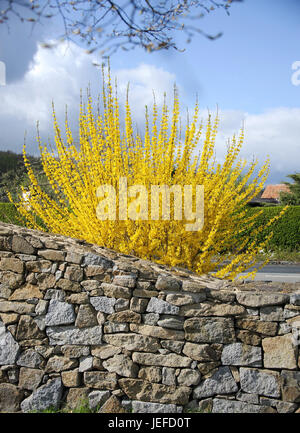 Clochettes d'or, Forsythia intermedia Lynwood , Goldgloeckchen ◊ (Forsythia intermedia 'Lynwood ◊') Banque D'Images