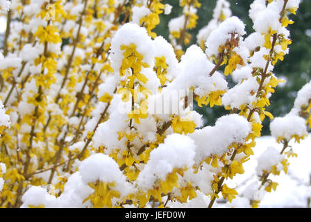 Clochettes d'or, Forsythia intermedia Lynwood , Goldgloeckchen (Forsythia intermedia 'Lynwood') Banque D'Images