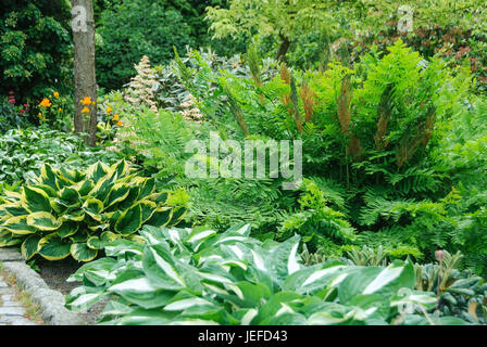 Jardin botanique du roi Christian montagne, fougère, Osmunda regalis, Funkie, Hosta, Hosta, Botanischer Garten Christiansberg, Kˆnigsfarn (Osmunda r Banque D'Images