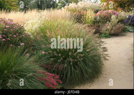 Lampenputzergras, Pennisetum alopecuroides Hameln , Lampenputzergras (Pennisetum alopecuroides 'Hameln') Banque D'Images