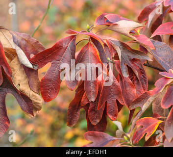 Le sassafras, le Sassafrasbaum, Sassafras albidum , Sassafrasbaum (Sassafras albidum) Banque D'Images