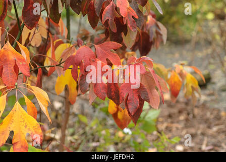 Le sassafras, le Sassafrasbaum, Sassafras albidum , Sassafrasbaum (Sassafras albidum) Banque D'Images