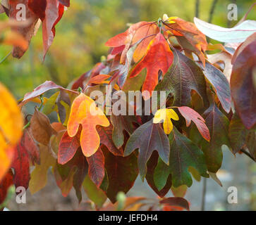 Le sassafras, le Sassafrasbaum, Sassafras albidum , Sassafrasbaum (Sassafras albidum) Banque D'Images