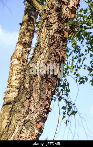 Le bouleau noir, Betula nigra , Schwarz-Birke (Betula nigra) Banque D'Images