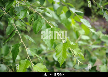 Le bouleau noir, Betula nigra , Schwarz-Birke (Betula nigra) Banque D'Images