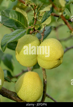 Ornement chinois coing, Chaenomeles speciosa , Chinesische Zierquitte (Chaenomeles speciosa) Banque D'Images