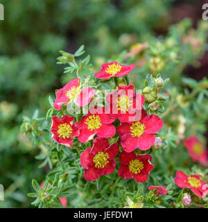 Arbuste de doigt, Potentilla fruticosa Danny Boy , Fingerstrauch (Potentilla fruticosa 'Danny Boy') Banque D'Images