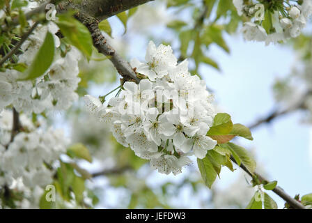 Pour le cerisier, Prunus avium Hedelfinger gigantesque de cerise , Süßkirsche (Prunus avium 'Hedelfinger Riesenkirsche') Banque D'Images