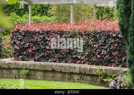 Copper beech, Fagus sylvatica Atropunicea , Blut-Buche (Fagus sylvatica 'Atropunicea') Banque D'Images