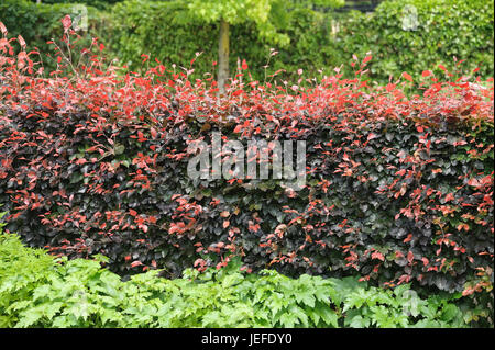 Copper beech, Fagus sylvatica Atropunicea , Blut-Buche (Fagus sylvatica 'Atropunicea') Banque D'Images