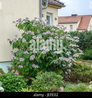 Hortensia, Hydrangea aspera velours subsp. sargentiana , Samt-Hortensie (Hydrangea aspera subsp. sargentiana) Banque D'Images