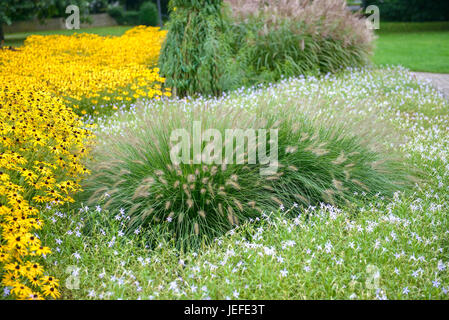 Lampenputzergras, Pennisetum alopecuroides Hameln, solaire, chapeau Rudbeckia fulgida golden storm , Lampenputzergras (Pennisetum alopecuroides 'Hameln'), S Banque D'Images