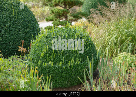 Fort d'Europe, Buxus sempervirens var. arborescens , Europäischer Buchsbaum (Buxus sempervirens var. arborescens) Banque D'Images