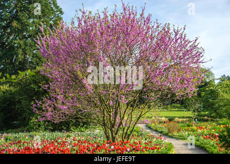 Arbre de Judée, d'habitude, le cérium C sharp siliquastrum, tulipe, Tulipa , Judasbaum Gewöhnlicher (Cercis siliquastrum), Tulpe (Tulipa) Banque D'Images