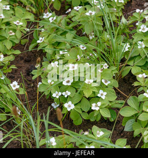 Cornouiller Cornus canadensis, tapis , Teppich-Hartriegel (Cornus canadensis) Banque D'Images
