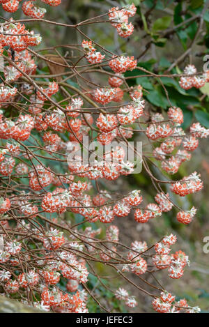 Papier japonais, bush Edgeworthia chrysantha Akebono , Papierbusch Japanischer (Edgeworthia chrysantha 'Akebono') Banque D'Images