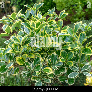 La fusée japonaise, arbuste Euonymus japonicus Albomarginatus , Japanischer Spindelstrauch (Euonymus japonicus 'Albomarginatus') Banque D'Images