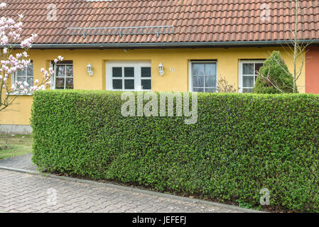 Les pâturages de la marge, Ligustrum vulgare Atrovirens , Rainweide (Ligustrum vulgare 'Atrovirens') Banque D'Images