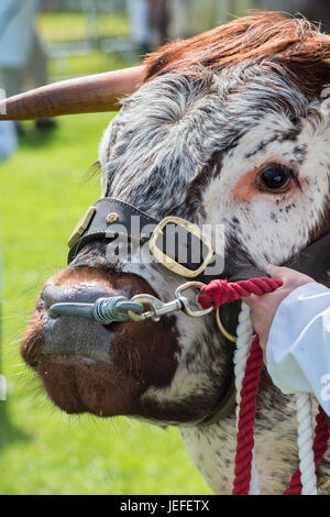 BOS primigenius. La vache Longhorn en exposition lors d'un salon agricole. ROYAUME-UNI Banque D'Images