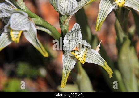 Mosaïque de porcelaine ou d'orchidée, chloraea magellanica, Carretera Austral, Patagonie Chili Banque D'Images